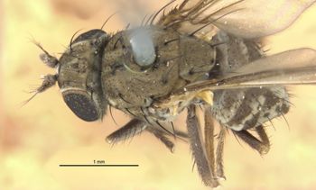 Media type: image;   Entomology 11133 Aspect: habitus dorsal view